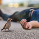 Illustration for article titled Bird Reflects On Frailty, Impermanence Of Life After Finding Dead Human On Sidewalk